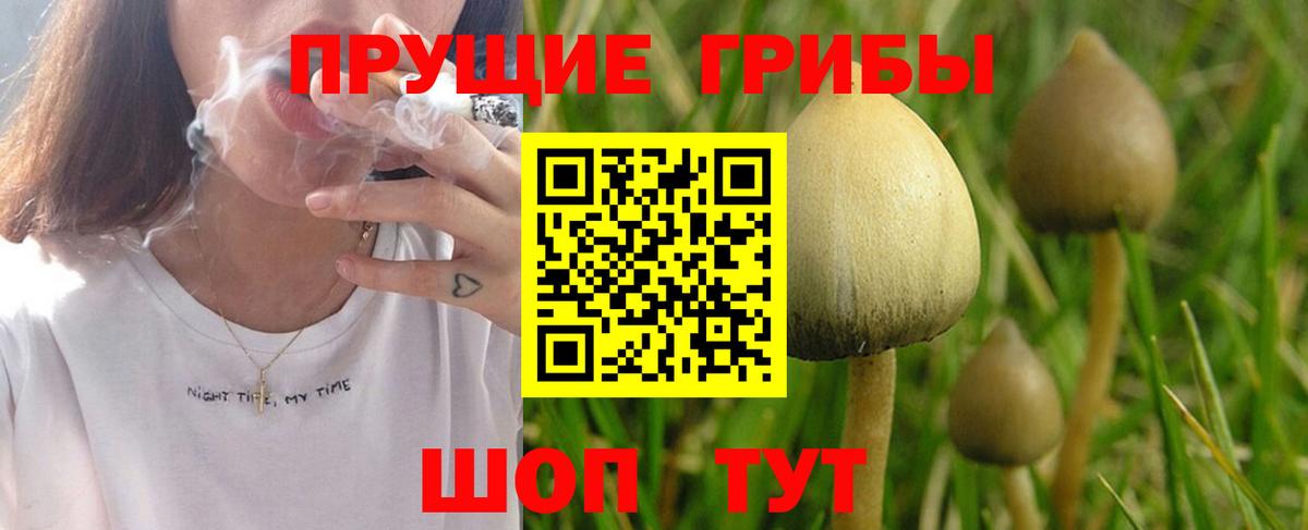 Галлюциногенные грибы Psilocybine cubensis Курчатов